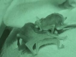 Vampire bats feast on a sleeping pig at night. Stock Footage