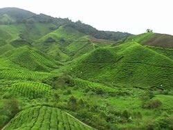 Boh Tea Plantations Stock Footage