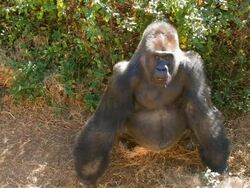 Gorilla dominant male Stock Footage