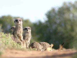 MS Shot of Family group of meerkats playfully interacting and socializing with several pausing to observe surroundings / Namaqualand, Northern Cape, South Africa Stock Footage