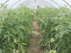 vegetables greenhouse Stock Footage