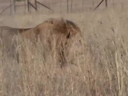 A lion on a savanna approaches a fake deer within a predator shield in South Africa. Stock Footage