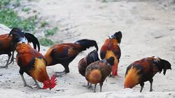 HD : Chickens Eating Food Stock Footage