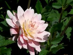 CU View of bloom pin bloomk dahlia flower  / Koblenz, Rhin bloomeland-Palatin bloomate, Germany Stock Footage