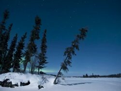 T/L Aurora borealis on full moonlit winter night behind trees / Yellowknife, Canada Stock Footage