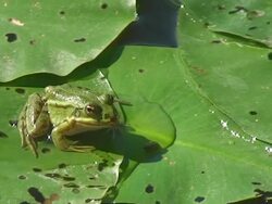 Green frog`s lunch Stock Footage