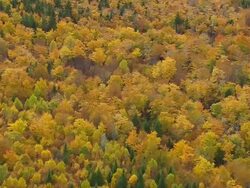 WS ARIEAL View of Dirt road into wooded area and autumn color / Maine, United States Stock Footage