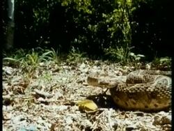 MS high speed Puff Adder, Bitis arietans, poised concertina like on leaf litter in aggressive stance, Kenya Stock Footage