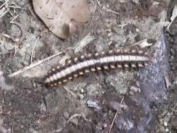 Poisonous millipede Stock Footage