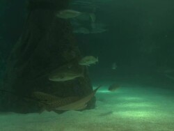 MS Shot of large tropical fish swimming in aquarium with sharks at Marine center / Eilat, Arava, Negev Desert, Israel  Stock Footage