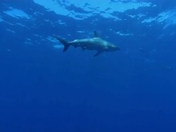 MS Shot of Blacktip shark aggregation swimming in open water / Aliwal Shoal, Kwa Zulu Natal, South Africa Stock Footage
