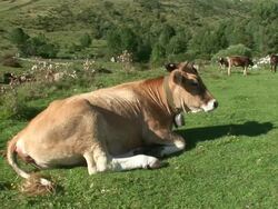 HD: Cows Stock Footage