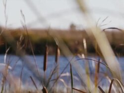 Cattails and tall grass blow in the wind and sunlight glistens on the Platte River. Stock Footage