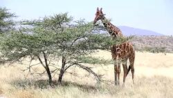 Reticulated Giraffe Grazing at Acacia Stock Footage