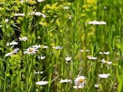 MS Shot of flowery meadow with marguerite, Chrysanthemum / Losheim, Saarland, Germany Stock Footage