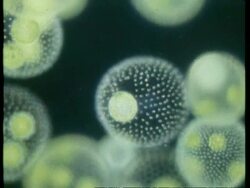 CU microscopic view of Volvox, colonial protists Stock Footage