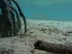 Blacktip reef shark, Carcharinhus melanopterus, mangrove, sandy seabed, shallow, underwater, Aldabra, Indian Ocean  Stock Footage
