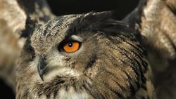 HD Super Slow-Mo: Flying Horned Owl Stock Footage