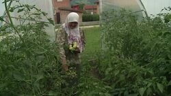 CLEAN : Dutch court rules state liable over 300 Srebrenica victims News Clip