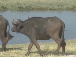 Buffalo Stock Footage