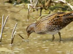 CU Shot of spotted crake (Porzana porzana) feeding on insects in shallow water / Maagan Michael, Carmel Coast, Israel Stock Footage