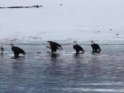 MS Bald eagles along Chilkat River in Chilkat Bald Eagle Preserve in winter feeding on Chum salmon / Chilkat River, Alaska, United States Stock Footage
