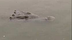 A submerged crocodile floats with its head above the water's surface in Florida. Stock Footage
