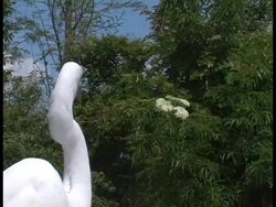 Head and Shoulders of a Big White Bird Stock Footage