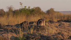 Impalas at side of Zambezi River News Clip