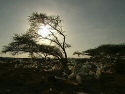 MS View of curved tree with plastic bags at sun light / Lagos, Nigeria Stock Footage