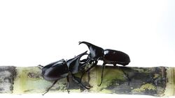 Rhinoceros beetle Stock Footage