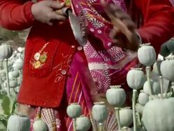 MS TU Woman extracting the sap of the poppy / Rajasthan, India Stock Footage