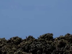 T/L bean epigeal germination, side view. Cotyledon and first leaves emerge from soil Stock Footage