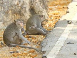 Monkey family Stock Footage