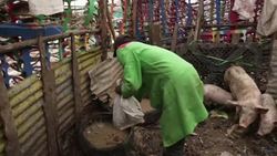 Farmers rear pigs on dumpsite News Clip