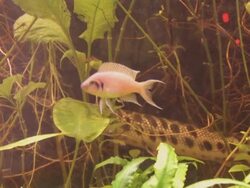 Exotic fishes Stock Footage