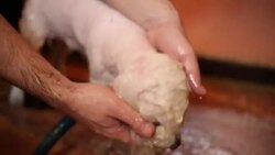 Washing white dog Stock Footage