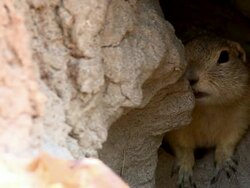 A prairie dog in a hole in a cliff Stock Footage