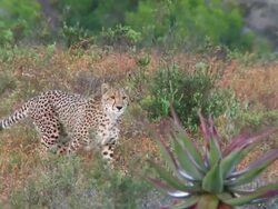 TS Cheetah walking / South Africa Stock Footage