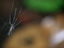 Spider Stock Footage