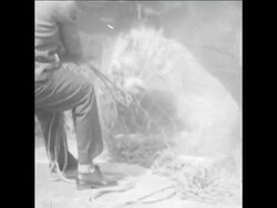 SYND03/10/70 LIONS THAT ESCAPED ARE RECAPTURED News Clip