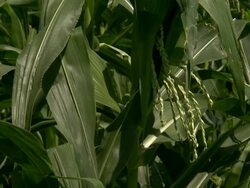 Close up, tilt-up shot of corn stalk. Stock Footage