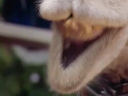 Camel Stock Footage