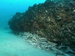 MS Shot of Striped eel-catfish school swimming or hiding below rock crevice / Matola, Maputo, Mozambique Stock Footage