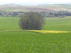 HD: field Stock Footage