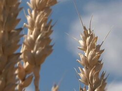 CU ZO Winter wheat swaying in breeze before being harvested  / Dansville, Michigan, United States Stock Footage