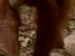 Orangutan walks along a log and approaches a person Stock Footage