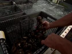 Zoom in to fisherman handling abalone in basket. Stock Footage