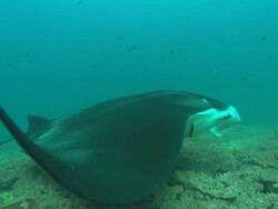 Manta at clean station, circles back to camera, Mozambique  Stock Footage