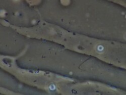 Human sperm, single sperm swimming, makes good progress Stock Footage